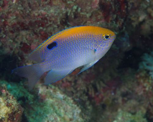 Baensch's damsel (Pomacentrus baenschi) — Pomacentridae — 3
