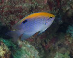 Pomacentrus baenschi