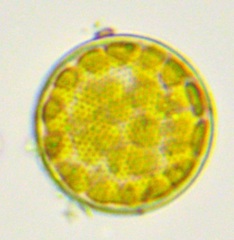 Cyclotella