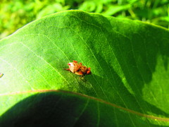 Lepyronia coleoptrata