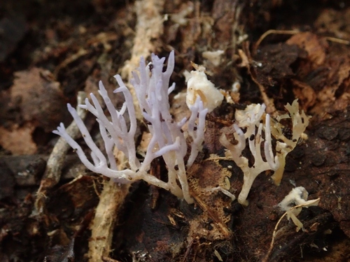 Ramariopsis pulchella