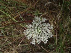 Daucus carota