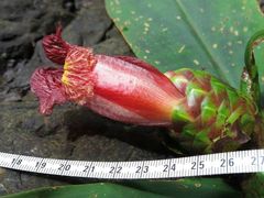 Costus laevis