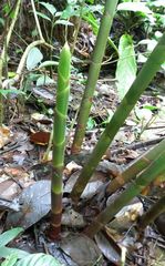 Costus laevis