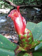 Costus laevis