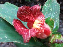 Costus laevis