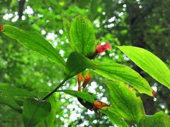 Costus laevis