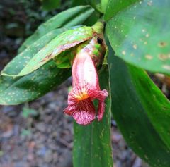 Costus laevis