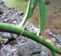 Costus laevis