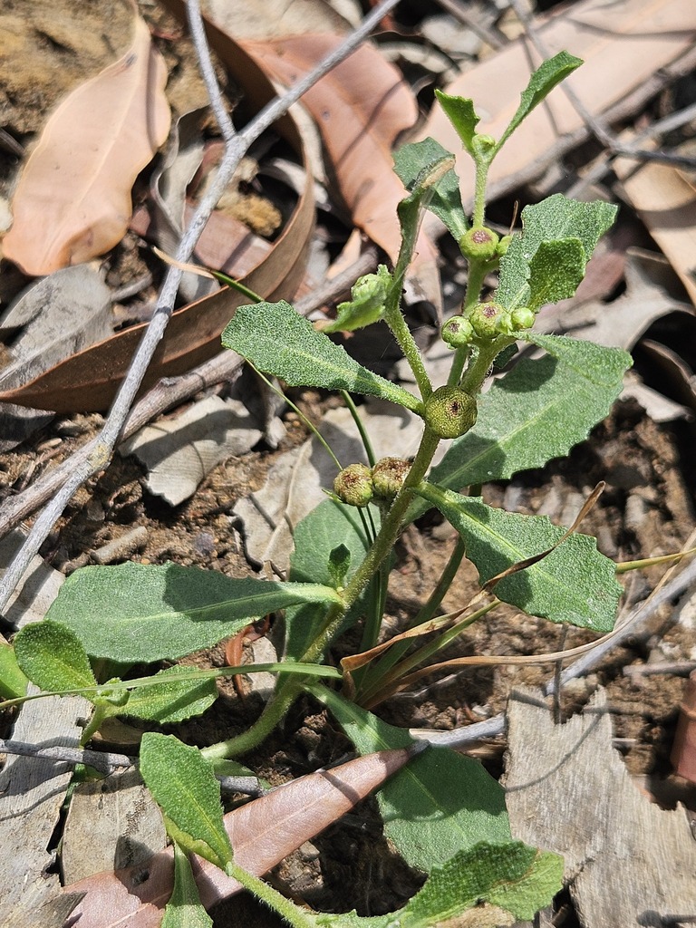 Sphaeromorphaea subintegra