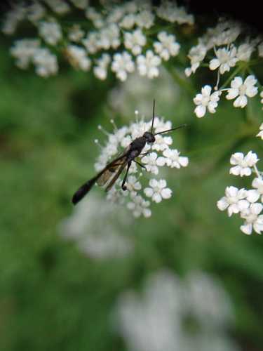 Gasteruptiidae