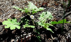 Solanum campechiense