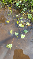 Caltha natans