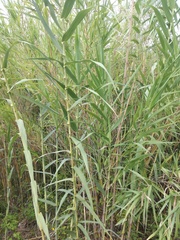 Phragmites australis