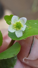 Caltha natans