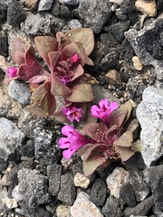 Diplacus cascadensis