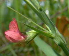 Lathyrus sphaericus