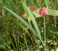 Lathyrus sphaericus