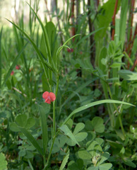 Lathyrus sphaericus