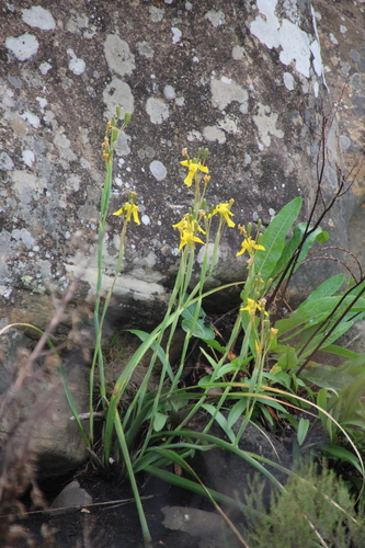 Moraea huttonii