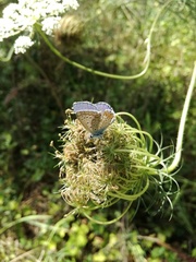 Polyommatus icarus