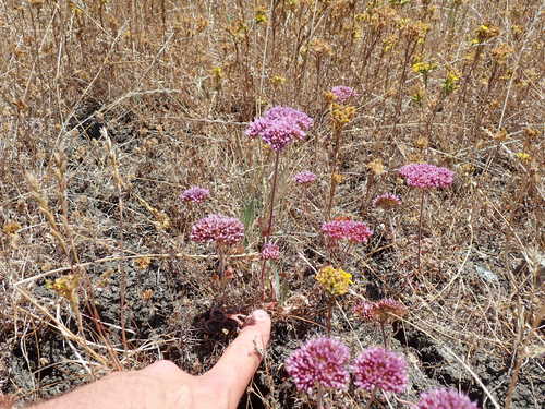 Image of Chorizanthe palmeri by no rights reserved