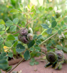 Medicago tornata