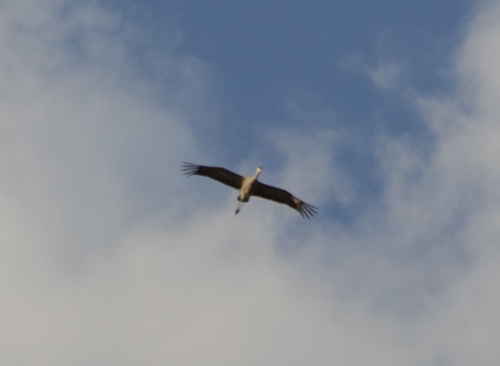 iNaturalist observation 2024-10-25