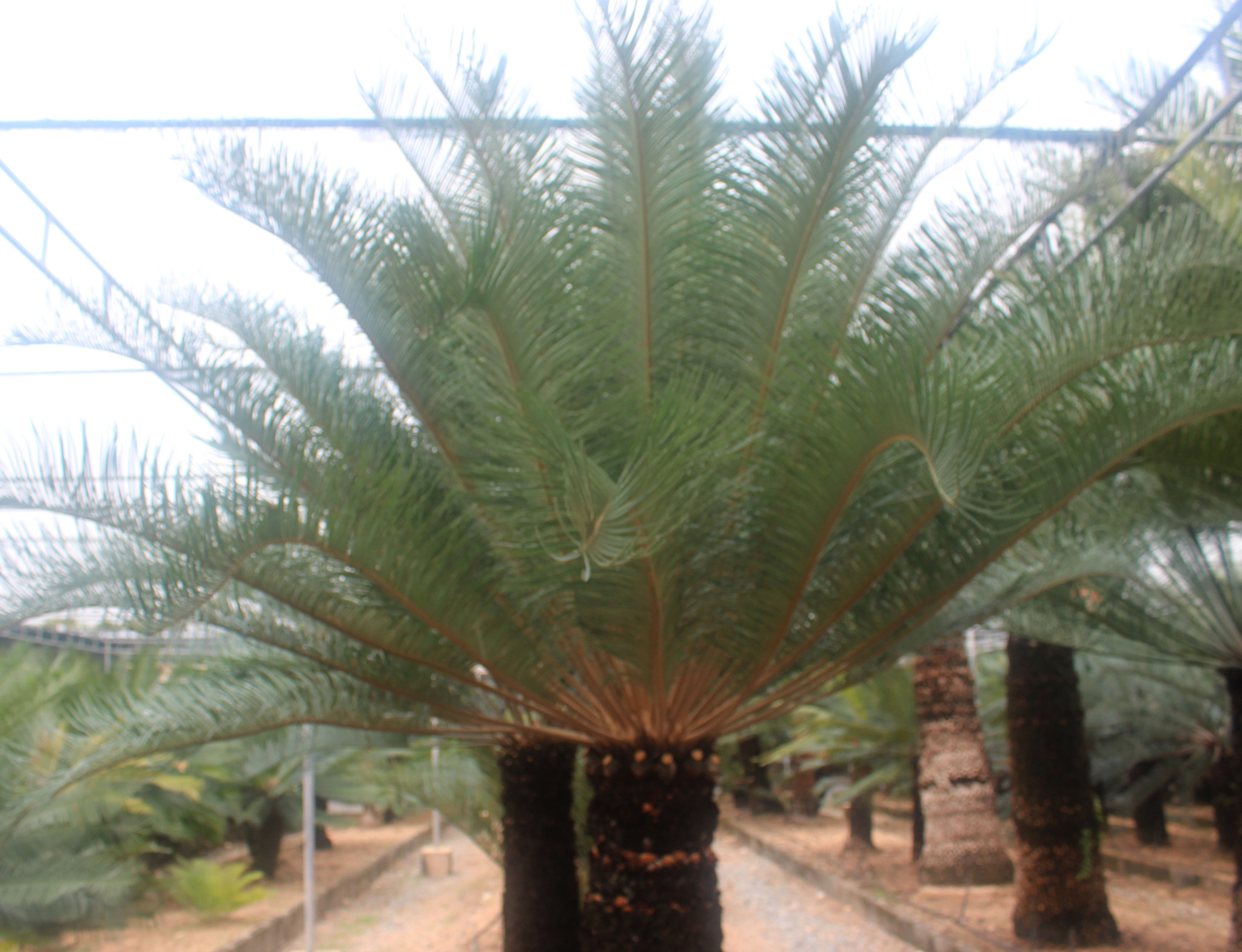 Cycas furfuracea