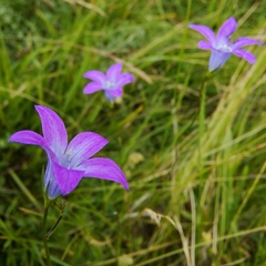 Campanula patula