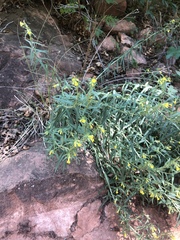 Lithospermum multiflorum