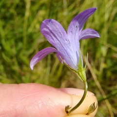 Campanula patula