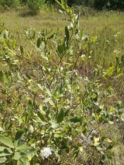 Salix apennina