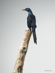 Onychognathus fulgidus