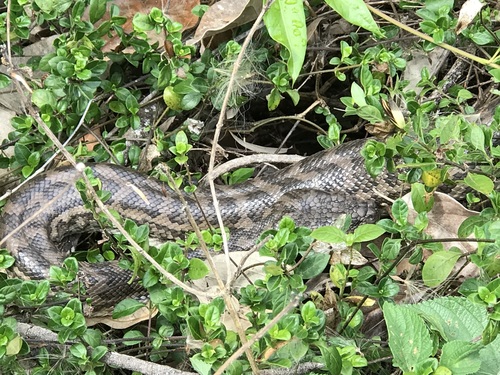 Coastal Carpet Python sighting