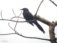 Onychognathus fulgidus