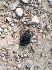 Geotrupes splendidus