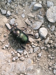 Geotrupes splendidus
