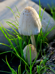 Coprinellus xanthothrix
