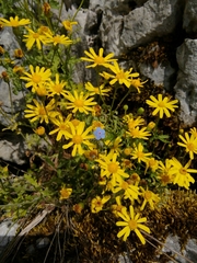 Senecio squalidus rupestris