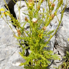 Senecio squalidus rupestris
