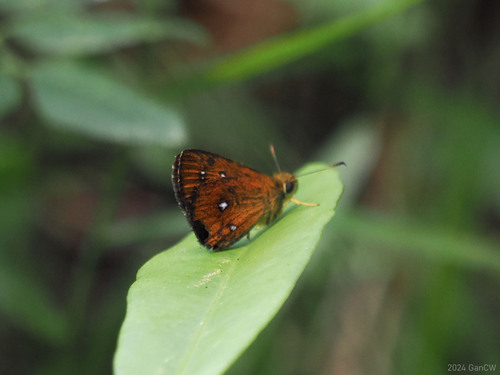 Chestnut Bob photo 5