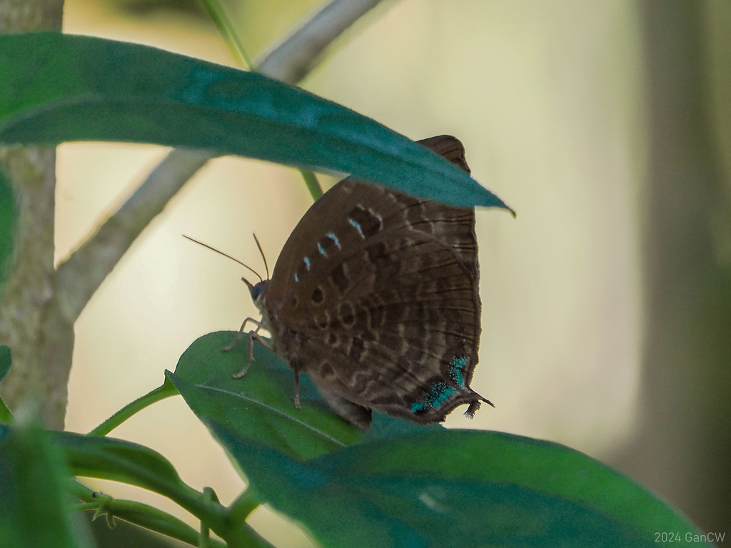 百娆灰蝶（Arhopala centaurus）