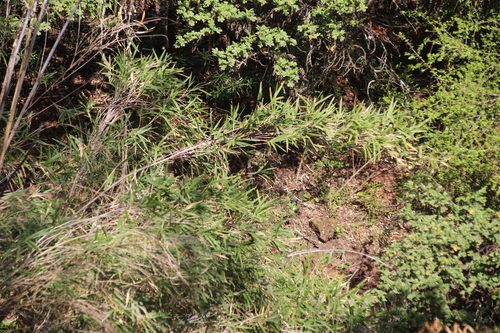 Image of Bergbambos tessellata by no rights reserved