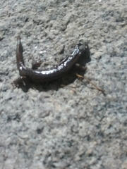 Hydromantes platycephalus