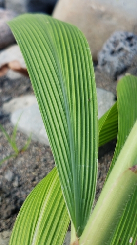 Setaria palmifolia