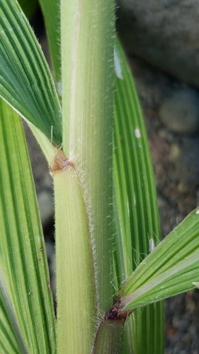 Setaria palmifolia