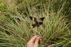 Shore Sedge (Cyperus ligularis)