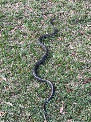 Coastal Carpet Python sighting