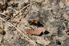 Dasymutilla nigricauda